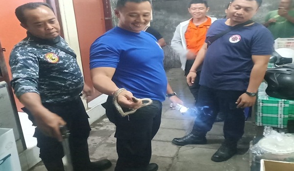 Penemuan Ular di Jalan Hayam Wuruk