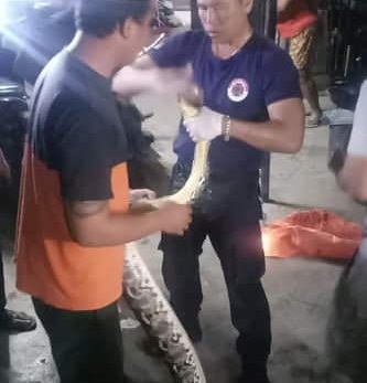 Penemuan Ular di Jalan Sidakarya