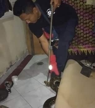 Penemuan Ular di Jalan Bikini
