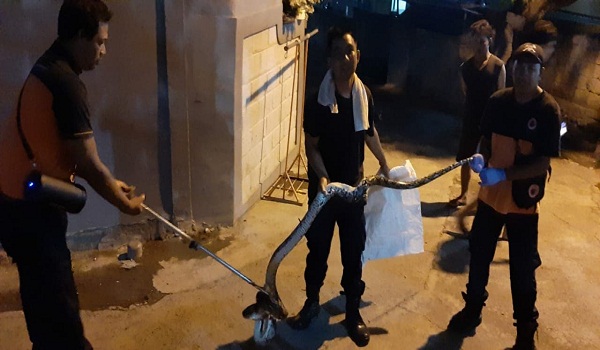 Penemuan Ular di Jalan Tunjung Sari