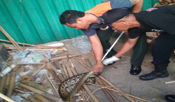 Penemuan Ular di Jalan Tukad Yeh Penet