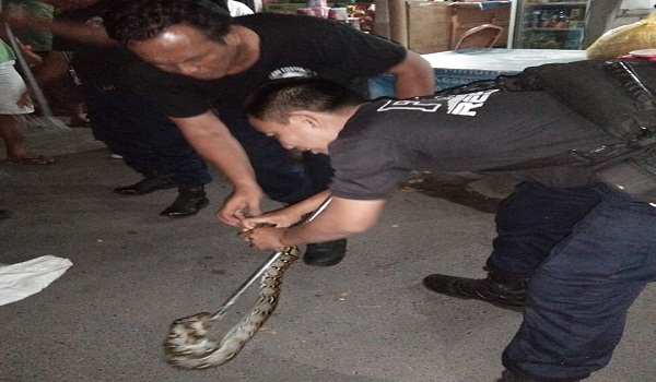Penemuan Ular di Jalan Pantai Mertasari Sanur