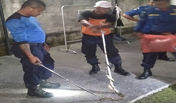 Penemuan Ular di Jalan Tukad Irawadi
