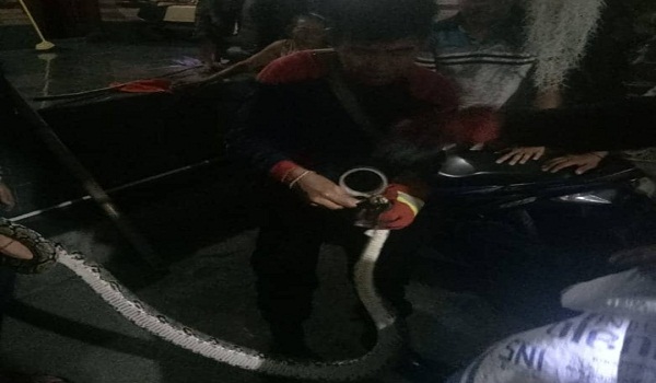 Penemuan Ular di Jalan Imam Bonjol
