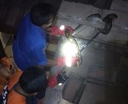Penemuan Ular di Jalan Bay Pass Ngurah Rai