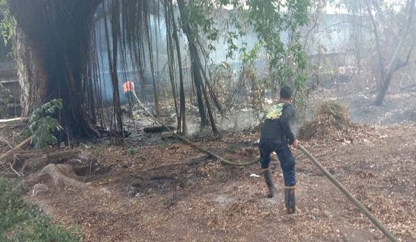 Kebakaran Pohon di Setre Badung Jalan Imam Bonjol