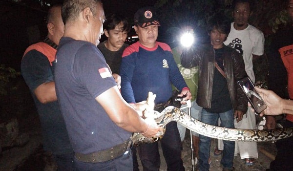 Penemuan Ular di Jalan Buana Prima Padangsambian