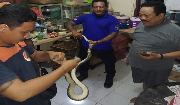 Penemuan Ular di Jalan Soka