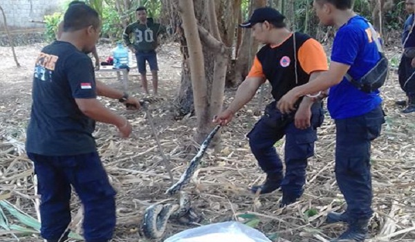 Penemuan Ular di Jalan Gunung Sari Sanur