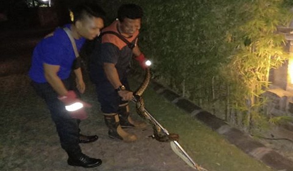 Penemuan Ular di Jalan Kesari Sanur