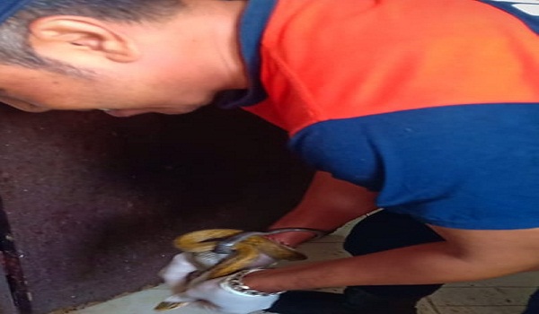 Penemuan Ular di Jalan Tukad Citarum