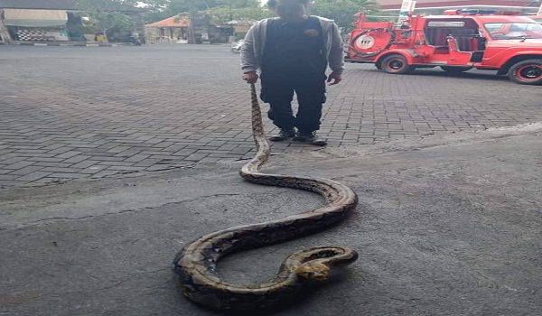Penemuan Ular di Jalan Imam Bonjol 
