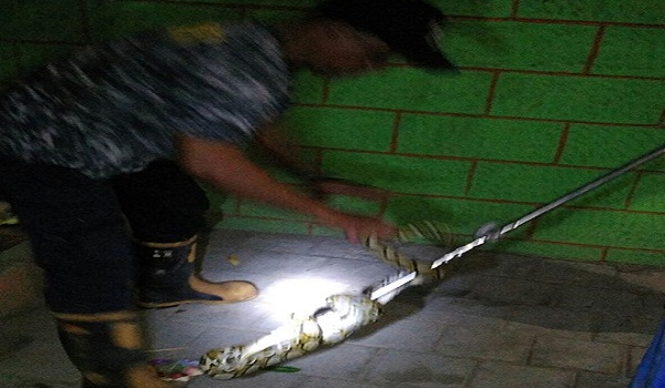 Penemuan Ular di Jalan Tukad Petanu Sidakarya