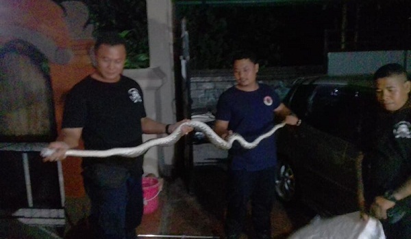 Penemuan Ular di Jalan Nangka Selatan