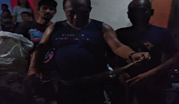 Penemuan Ular di Jalan Sekar Sari Kesiman Kertalangu