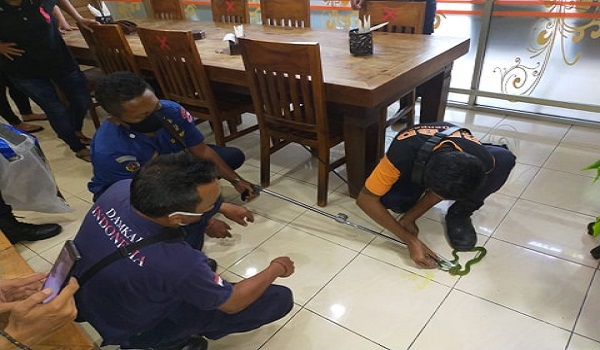 Penemuan Ular di Jalan Teuku Umar