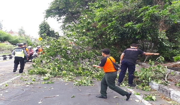 Pohon Tumbang di Kota Denpasar
