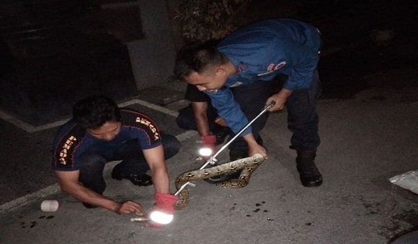 Penemuan Ular di Jalan Tukad Citarum Panjer