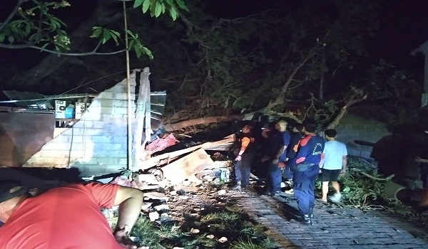 Pohon Tumbang Menimpa Rumah di Jalan Gumitir