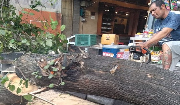 Pohon Tumbang di Jalan Hasanudin