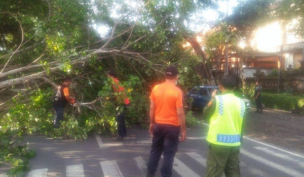 Pohon Tumbang di Jalan Tantular