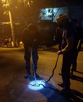 Penemuan Ular Kobra di Jalan Bung Tomo