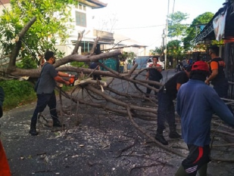 Pohon Tumbang di Jalan Katalya Ubung