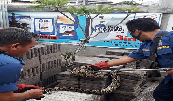 Penemuan Ular di Jalan Kebo Iwa Selatan