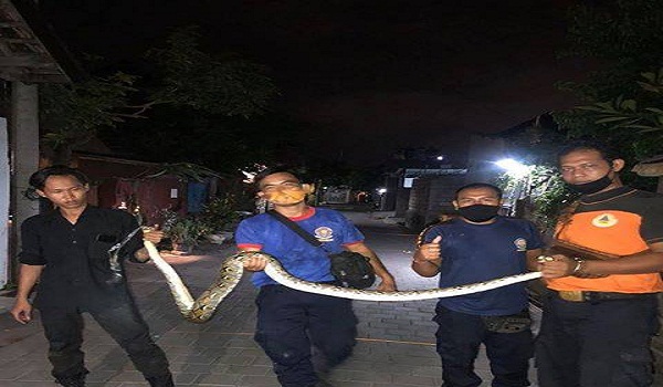 Penemuan Ular di Jalan Tegal Wangi