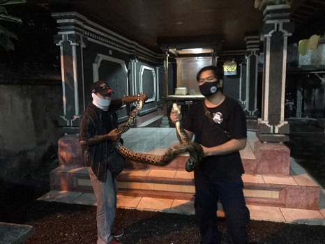 Penemuan Ular di Jalan Teuku Umar Barat