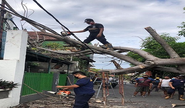 Pohon Tumbang di Jalan Tukad Banyu Poh