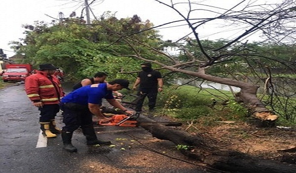 Pohon Tumbang di Jalan Taman Pancing