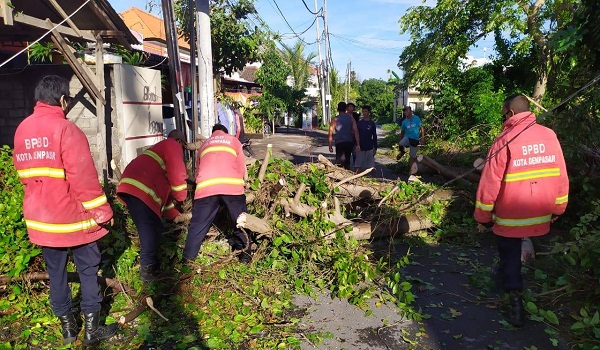 Pohon Tumbang di Jalan Tukad Badung