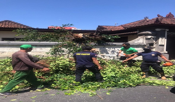 Pohon Tumbang Menghalangi Jalan di Jalan Gunung Merapi