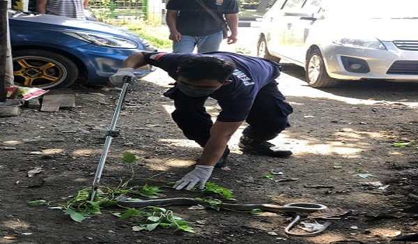Penemuan Ular di Jalan Bay Pass Ida Bagus Mantra