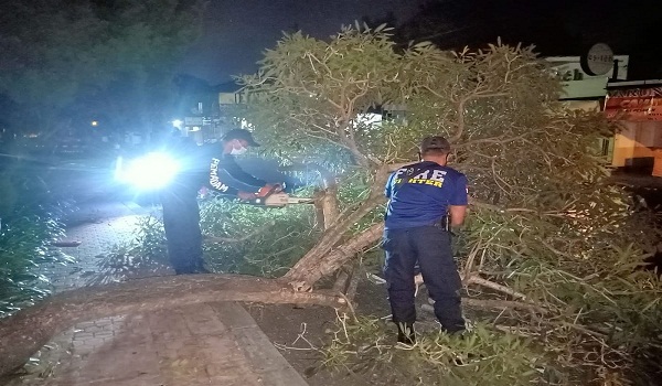 Pohon Tumbang di Jalan Ahmad Yani