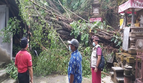 Pohon Tumbang di Jalan Nagasari